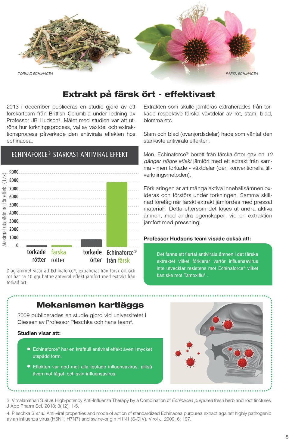 ECHINAFORCE STARKAST ANTIVIRAL EFFEKT 9000 8000 7000 6000 5000 4000 3000 2000 1000 0 torkade rötter färska rötter torkade örter Echinaforce från färsk ört och rot Diagrammet visar att Echinaforce,