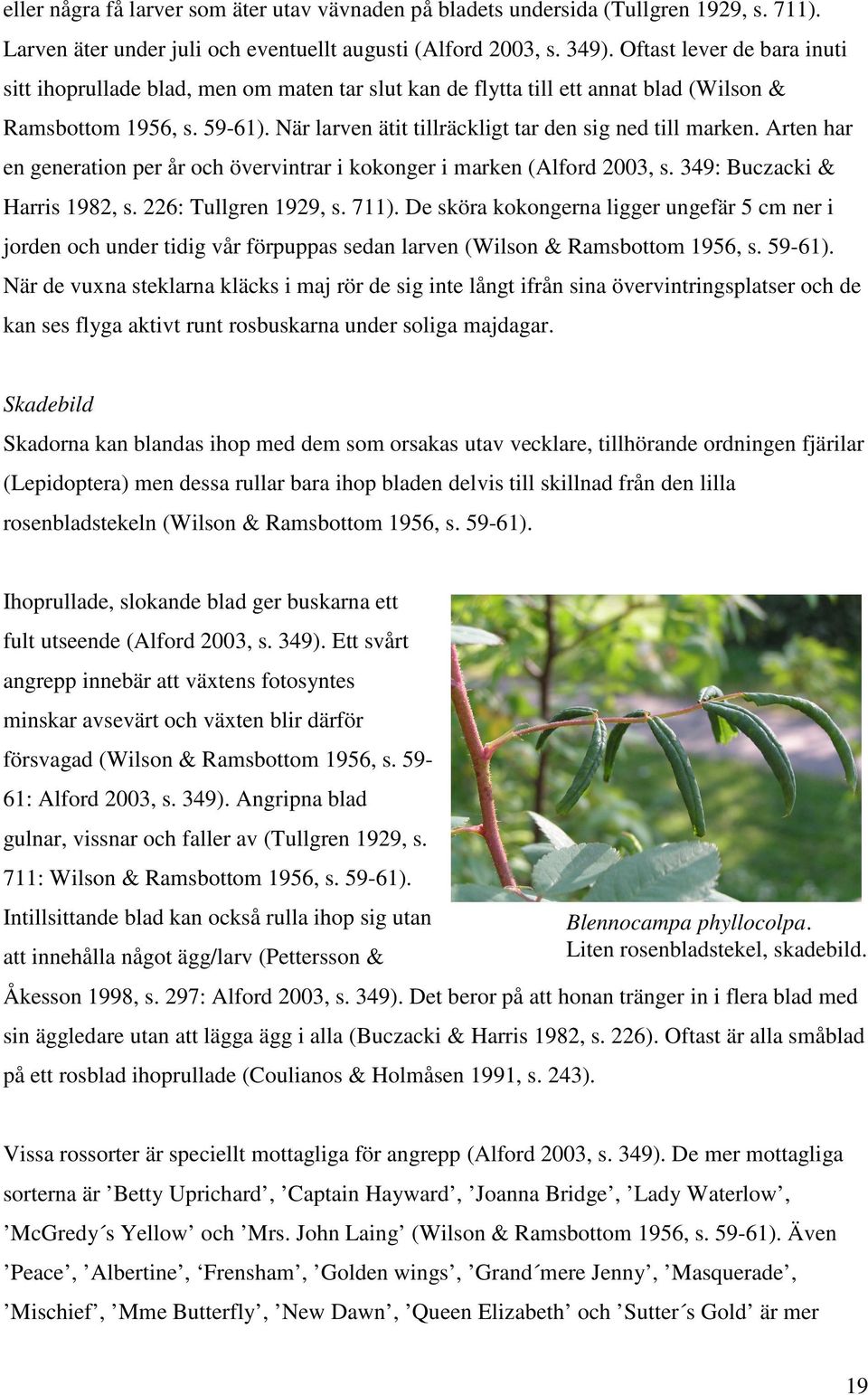 När larven ätit tillräckligt tar den sig ned till marken. Arten har en generation per år och övervintrar i kokonger i marken (Alford 2003, s. 349: Buczacki & Harris 1982, s. 226: Tullgren 1929, s.