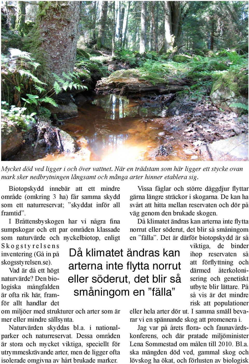 I Bråttensbyskogen har vi några fina sumpskogar och ett par områden klassade som naturvärde och nyckelbiotop, enligt S k o g s t y r e l s e n s inventering (Gå in på skogsstyrelsen.se).