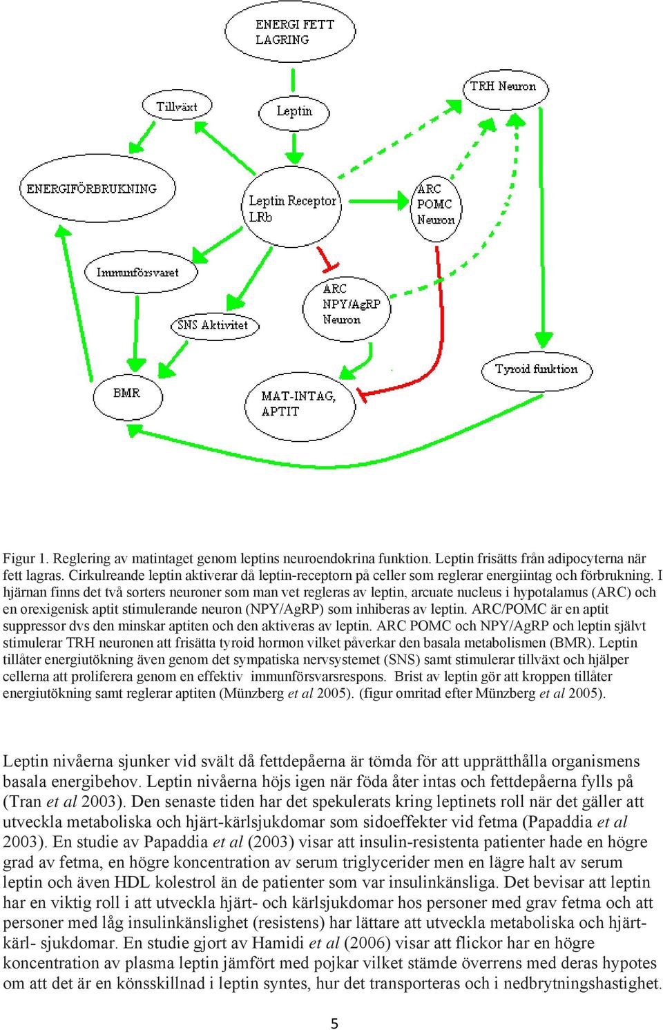 I hjärnan finns det två sorters neuroner som man vet regleras av leptin, arcuate nucleus i hypotalamus (ARC) och en orexigenisk aptit stimulerande neuron (NPY/AgRP) som inhiberas av leptin.