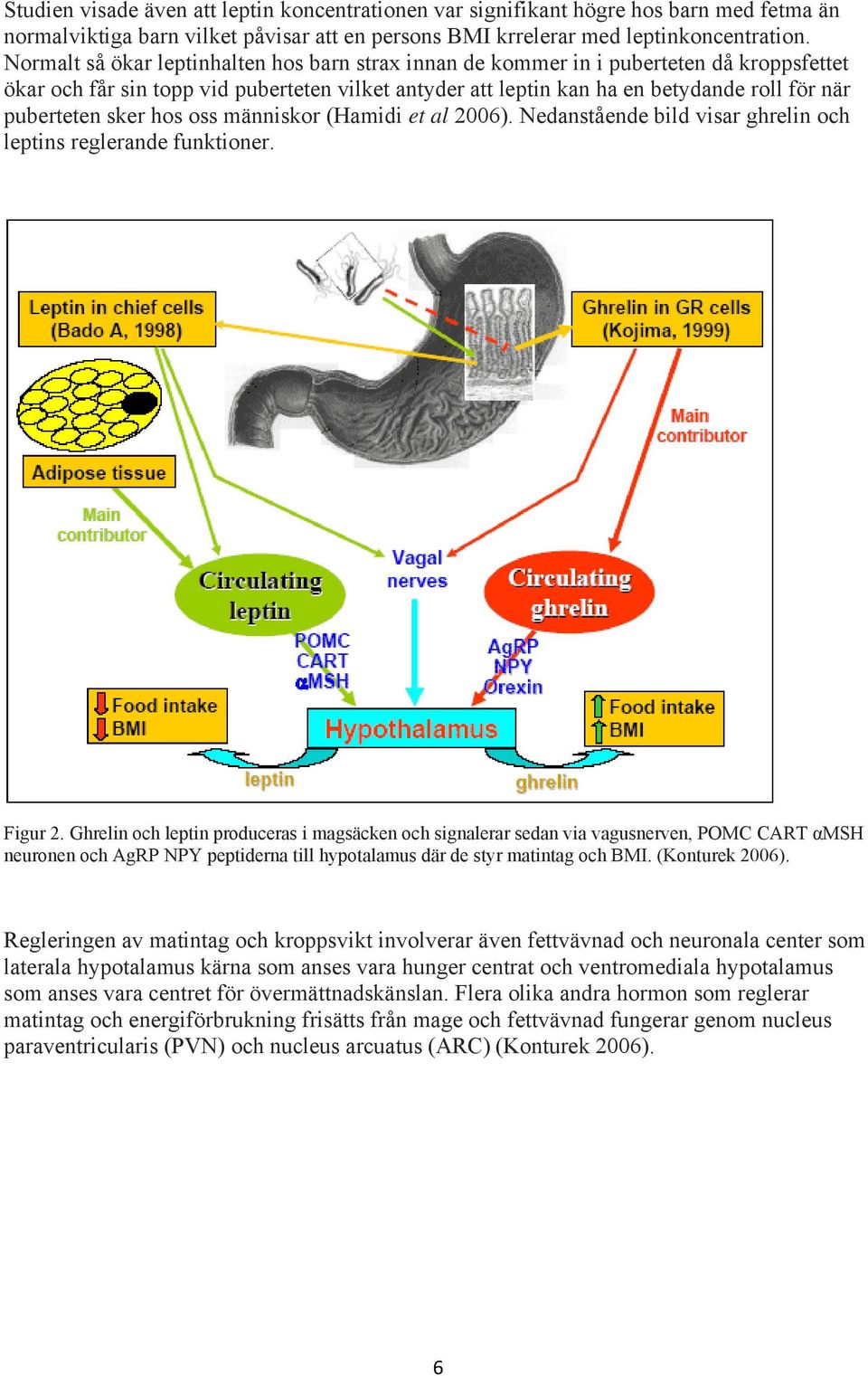 sker hos oss människor (Hamidi et al 2006). Nedanstående bild visar ghrelin och leptins reglerande funktioner. Figur 2.