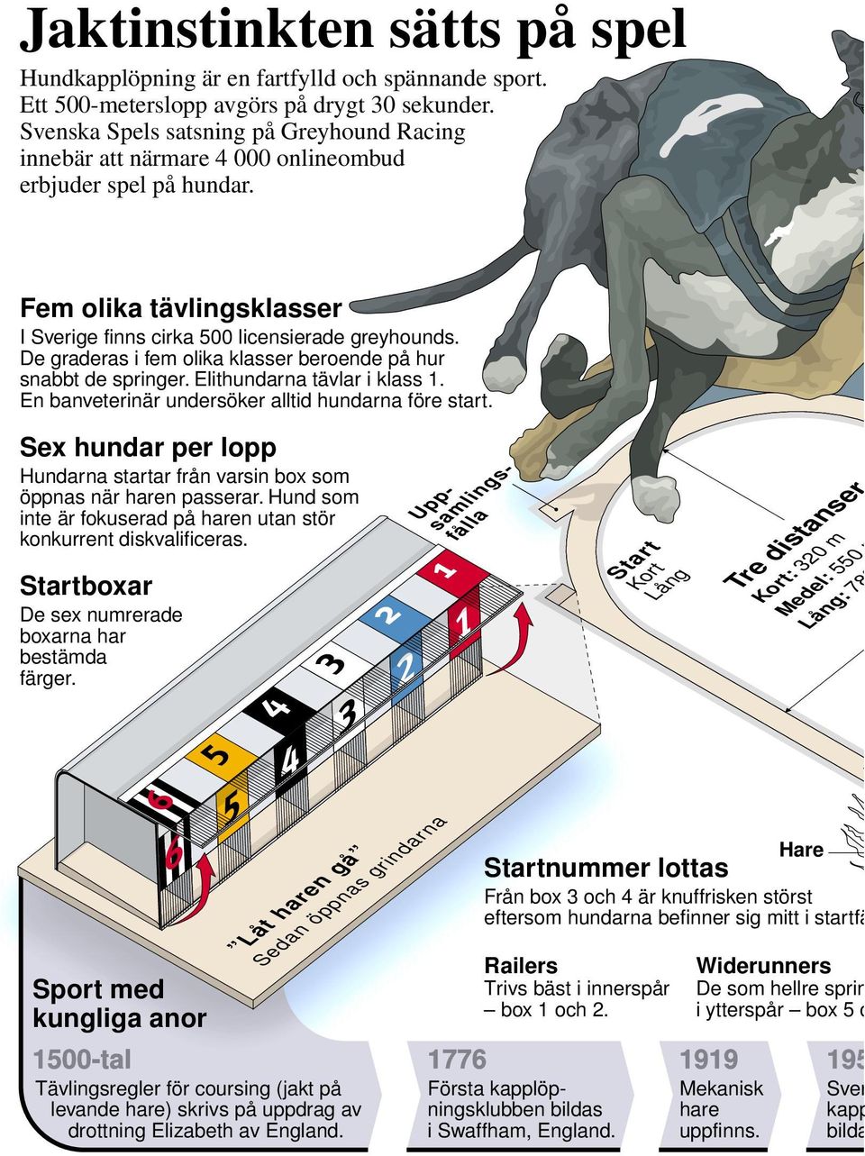 De graderas i fem olika klasser beroende på hur snabbt de springer. Elithundarna tävlar i klass 1. En banveterinär undersöker alltid hundarna före start.