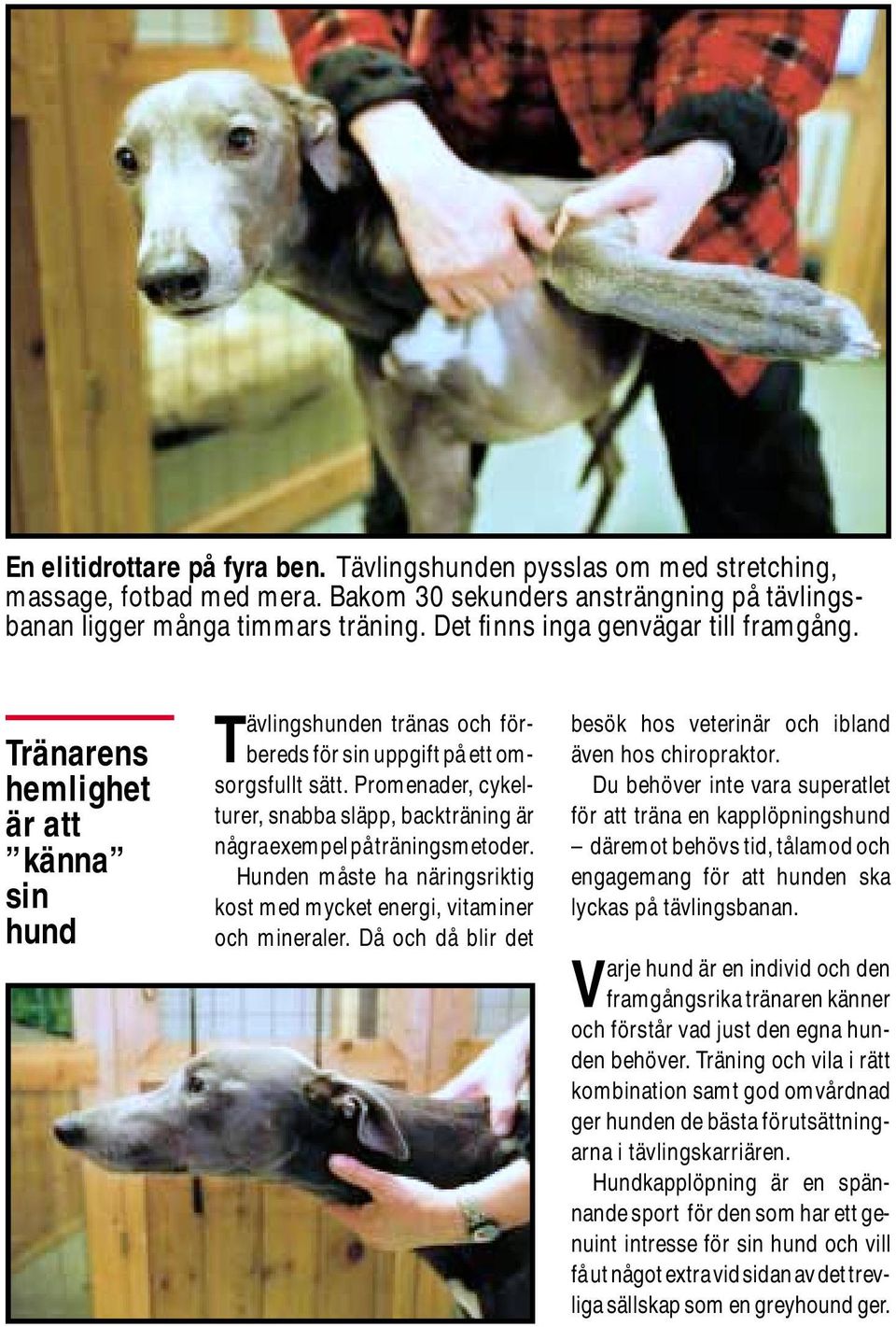 Promenader, cykelturer, snabba släpp, backträning är några exempel på träningsmetoder. Hunden måste ha näringsriktig kost med mycket energi, vitaminer och mineraler.