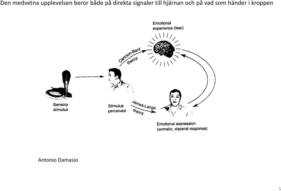 signaler till hjärnan och på