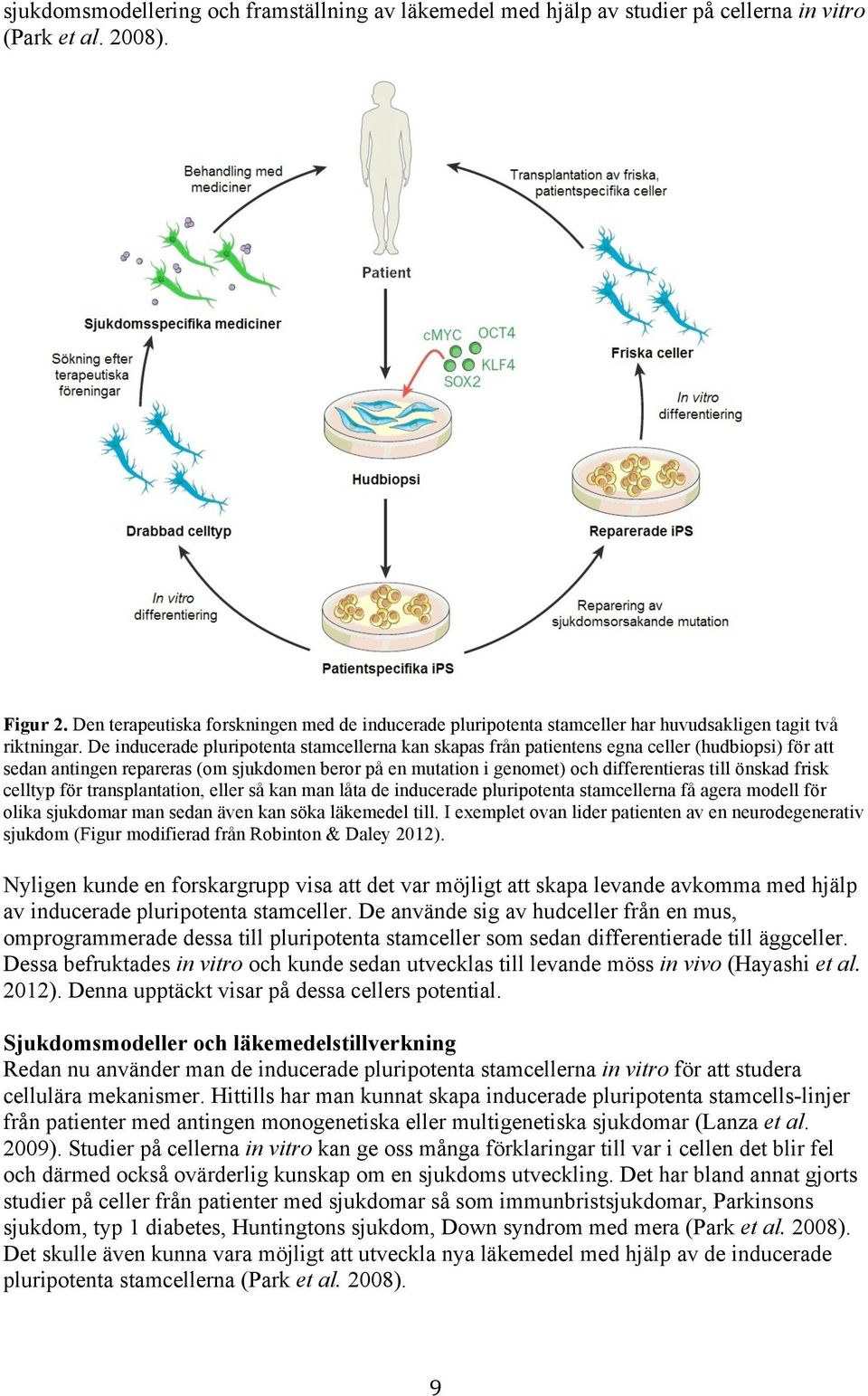 De inducerade pluripotenta stamcellerna kan skapas från patientens egna celler (hudbiopsi) för att sedan antingen repareras (om sjukdomen beror på en mutation i genomet) och differentieras till