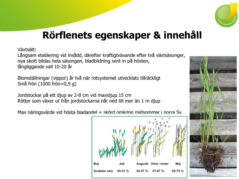rotsystemet utvecklats tillräckligt Små frön (1000 frön=0,9 g) Jordstockar på ett djup av 2-8 cm vid maxidjup 15 cm Rötter som