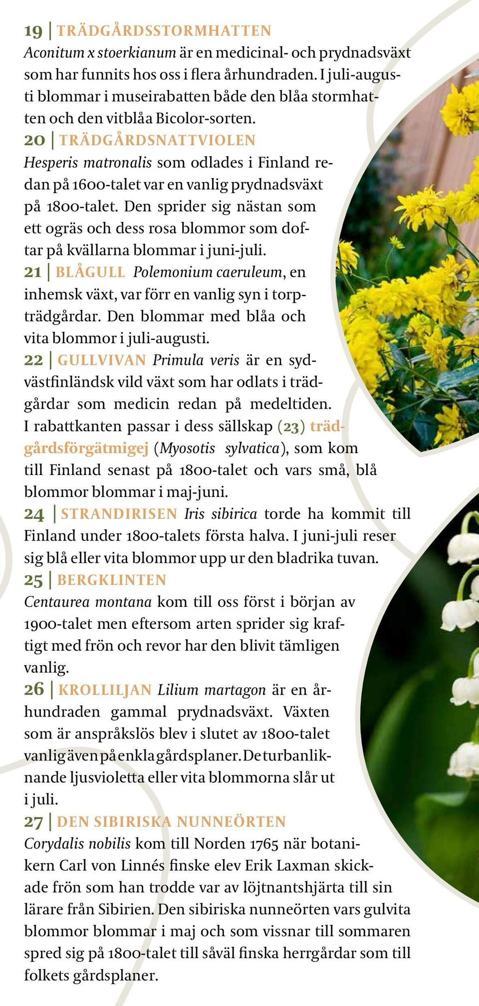 20 TRÄDGÅRDSNATTVIOLEN Hesperis matronalis som odlades i Finland redan på 1600-talet var en vanlig prydnadsväxt på 1800-talet.