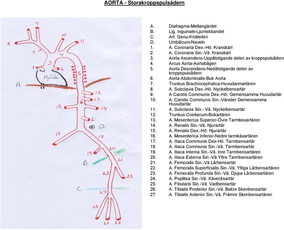 Trunkus Brachiocephalica-Huvudarmartären 8. A. Subclavia Dex.-Hö. Nyckelbensartär 9. A Carotis Communis Dex.-Hö. Gemensamma Huvudartär 10. A. Carotis Communis Sin.-Vänster Gemensamma Huvudartär 11. A. Subclavia Sin.