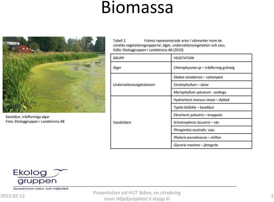 Landskrona AB Undervattensvegetationen Vassbildare Elodea canadensis vattenpest Ceratophyllum sävar Myriophyllum spicatum - axslinga Hydrocharis