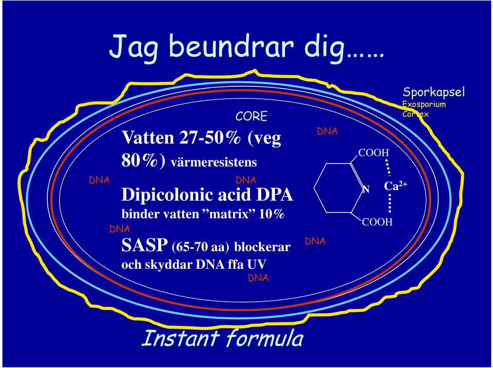 10% SASP (65-70 aa) blockerar och skyddar DNA ffa UV DNA DNA
