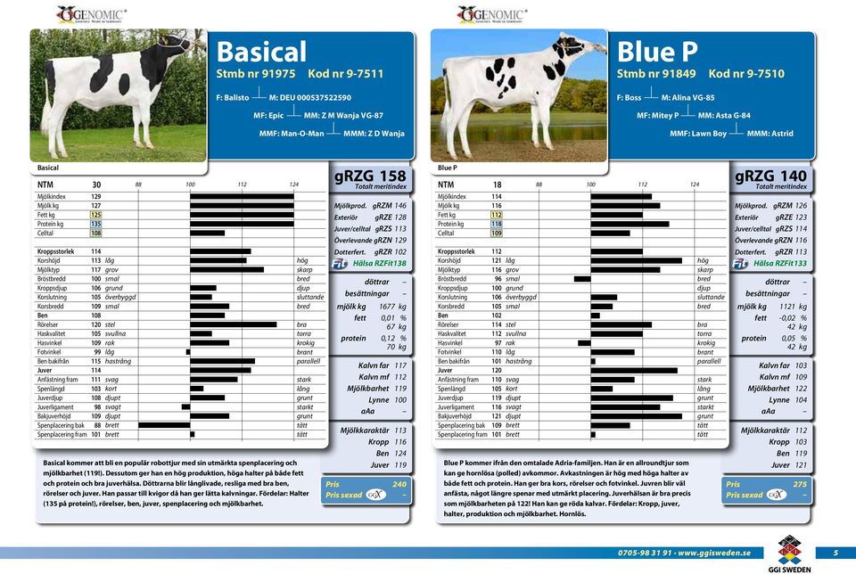 ). Dessutom ger han en produktion, a halter på både och och juverhälsa. Döttrarna blir livade, resliga med ben, rörelser och juver. Han passar till kvigor då han ger lätta kalvningar.