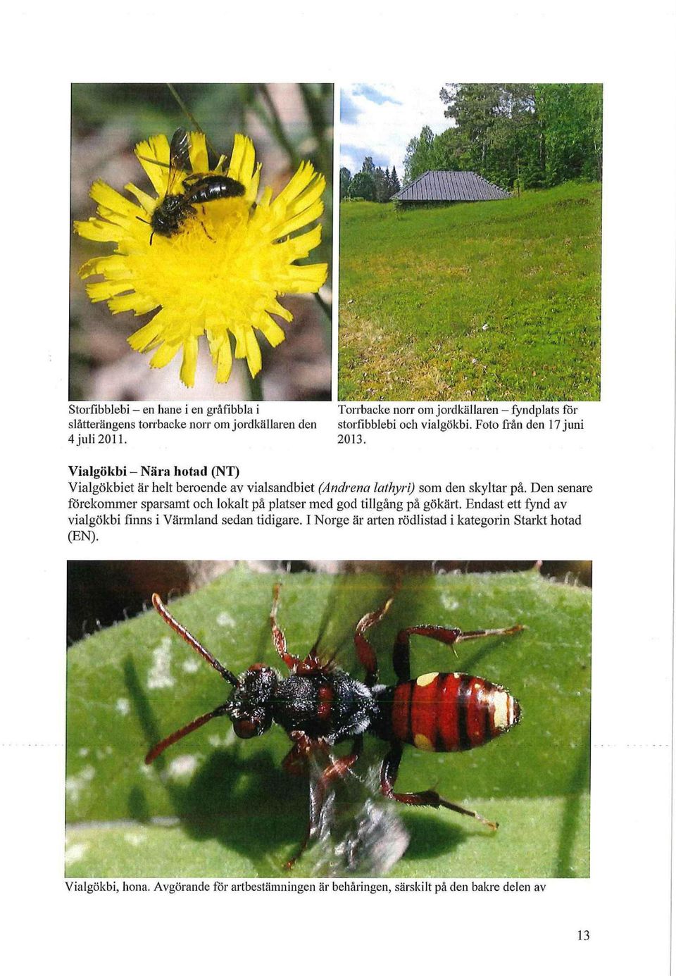 Vialgökbi Nära hotad (NT) Vialgökbiet är helt beroende av vialsandbiet (Andrena lathyri) som den skyltar på.