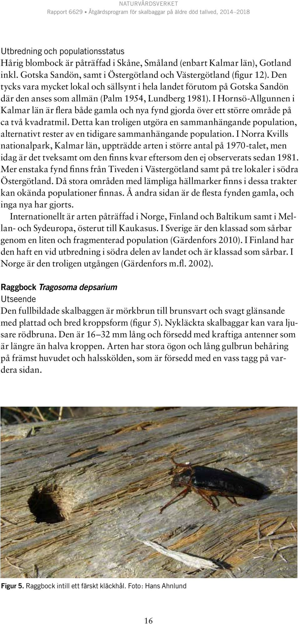 I Hornsö-llgunnen i Kalmar län är flera både gamla och nya fynd gjorda över ett större område på ca två kvadratmil.