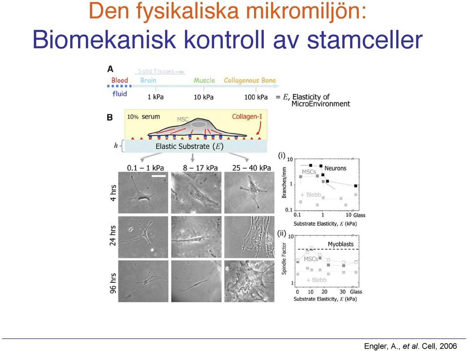 Biomekanisk kontroll av