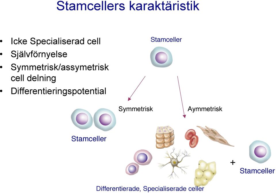 Differentieringspotential Stamceller Symmetrisk