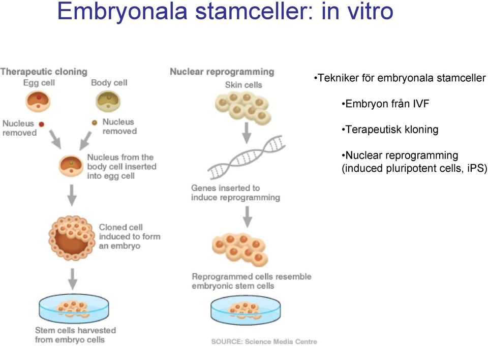 Embryon från IVF Terapeutisk kloning