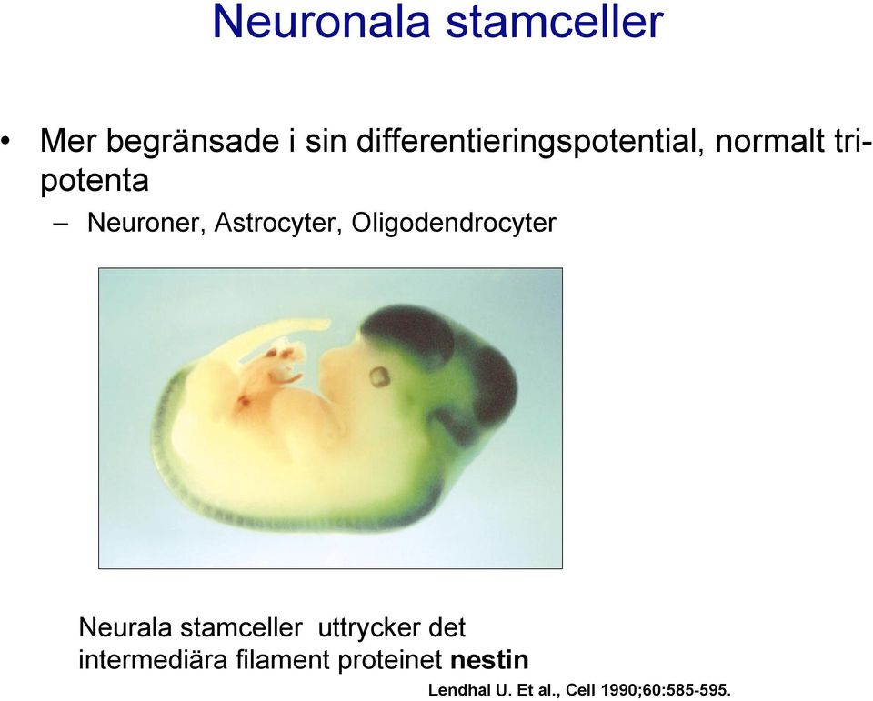 Astrocyter, Oligodendrocyter Neurala stamceller uttrycker