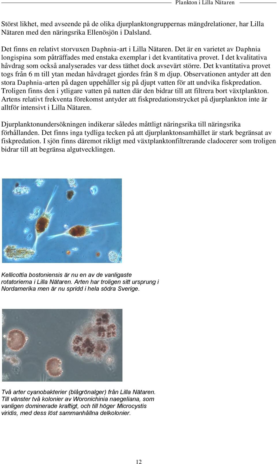 I det kvalitativa håvdrag som också analyserades var dess täthet dock avsevärt större. Det kvantitativa provet togs från 6 m till ytan medan håvdraget gjordes från 8 m djup.