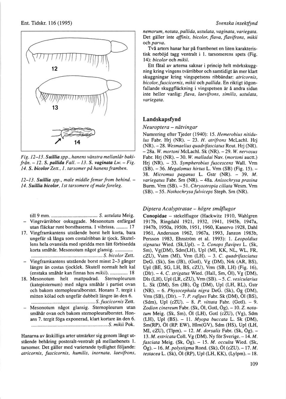 Ett fetal av arterna saknar i princip helt mtirkskuggning kring vingens tviirribbor och samtidigt iin mer klart skuggningar kring vingspetsens ribbiindar: atricornis, bicolor,fuscicornis, mikii och