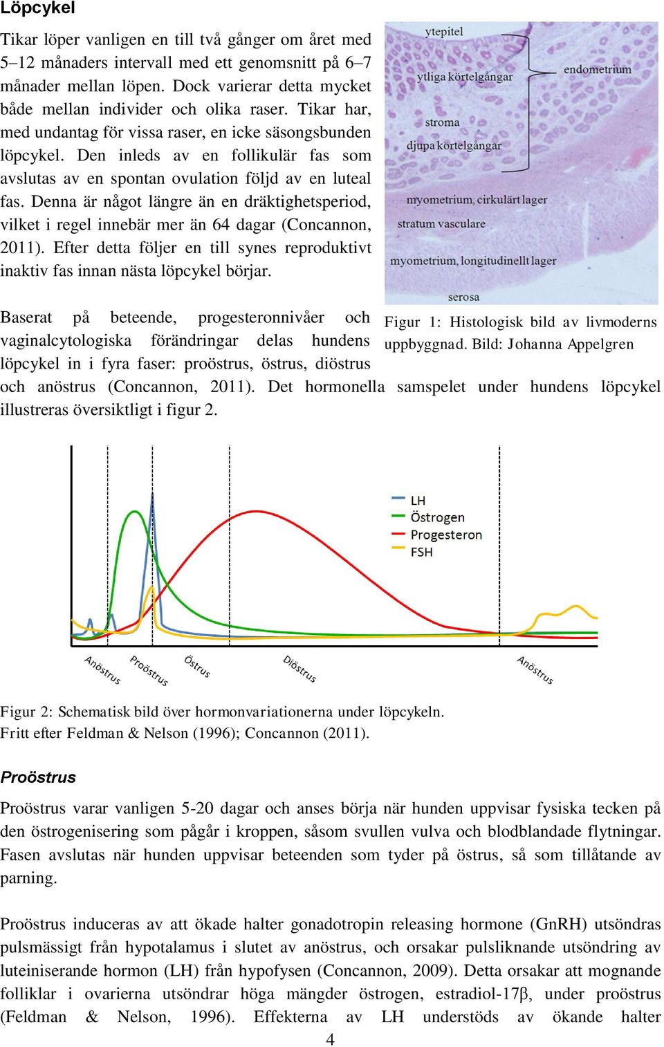 Denna är något längre än en dräktighetsperiod, vilket i regel innebär mer än 64 dagar (Concannon, 2011). Efter detta följer en till synes reproduktivt inaktiv fas innan nästa löpcykel börjar.