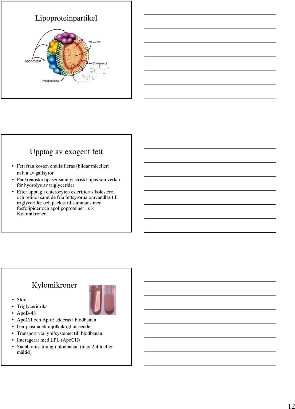 och packas tillsammans med fosfolipider och apolipoproteiner i s k Kylomikroner.