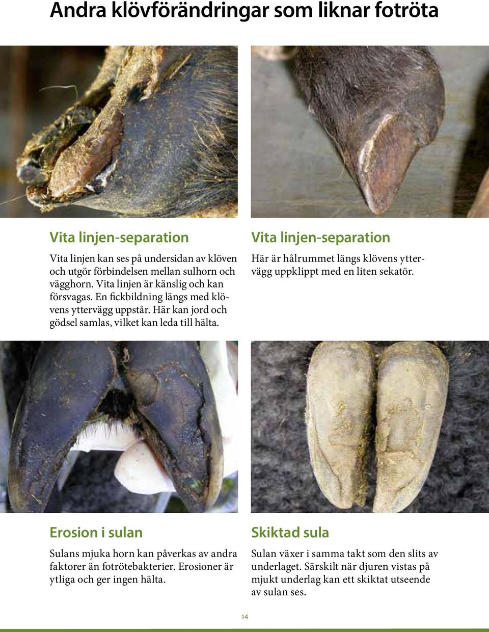 Vita linjen-separation Här är hålrummet längs klövens yttervägg uppklippt med en liten sekatör.