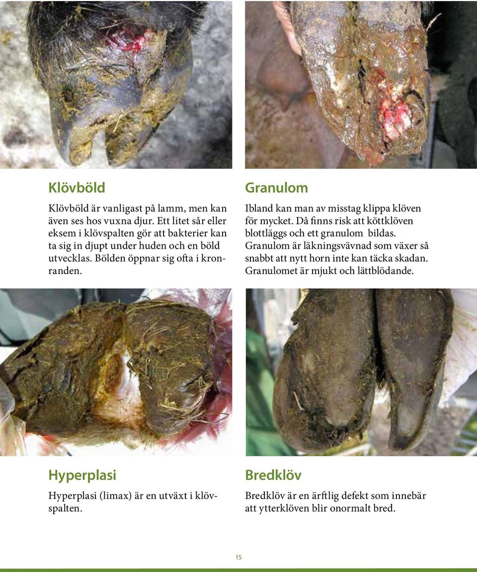 Granulom Ibland kan man av misstag klippa klöven för mycket. Då finns risk att köttklöven blottläggs och ett granulom bildas.