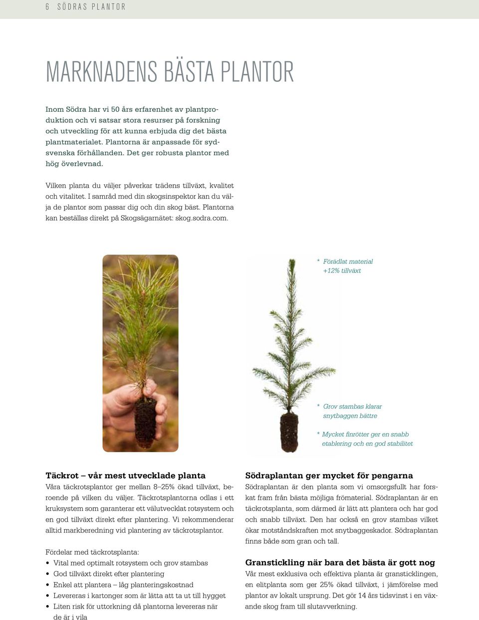 I samråd med din skogsinspektor kan du välja de plantor som passar dig och din skog bäst. Plantorna kan beställas direkt på Skogsägarnätet: skog.sodra.com.