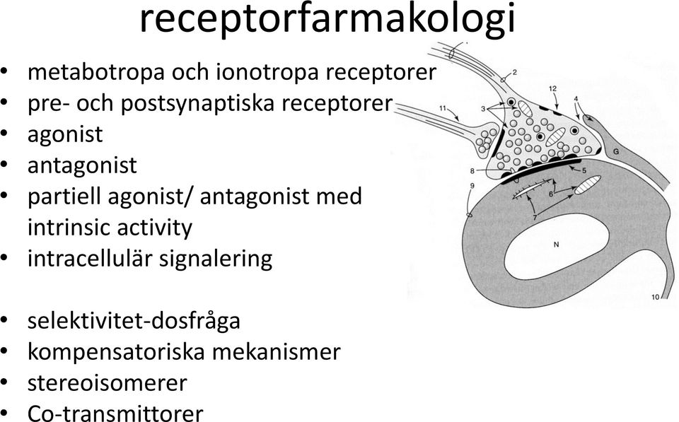 antagonist med intrinsic activity intracellulär signalering