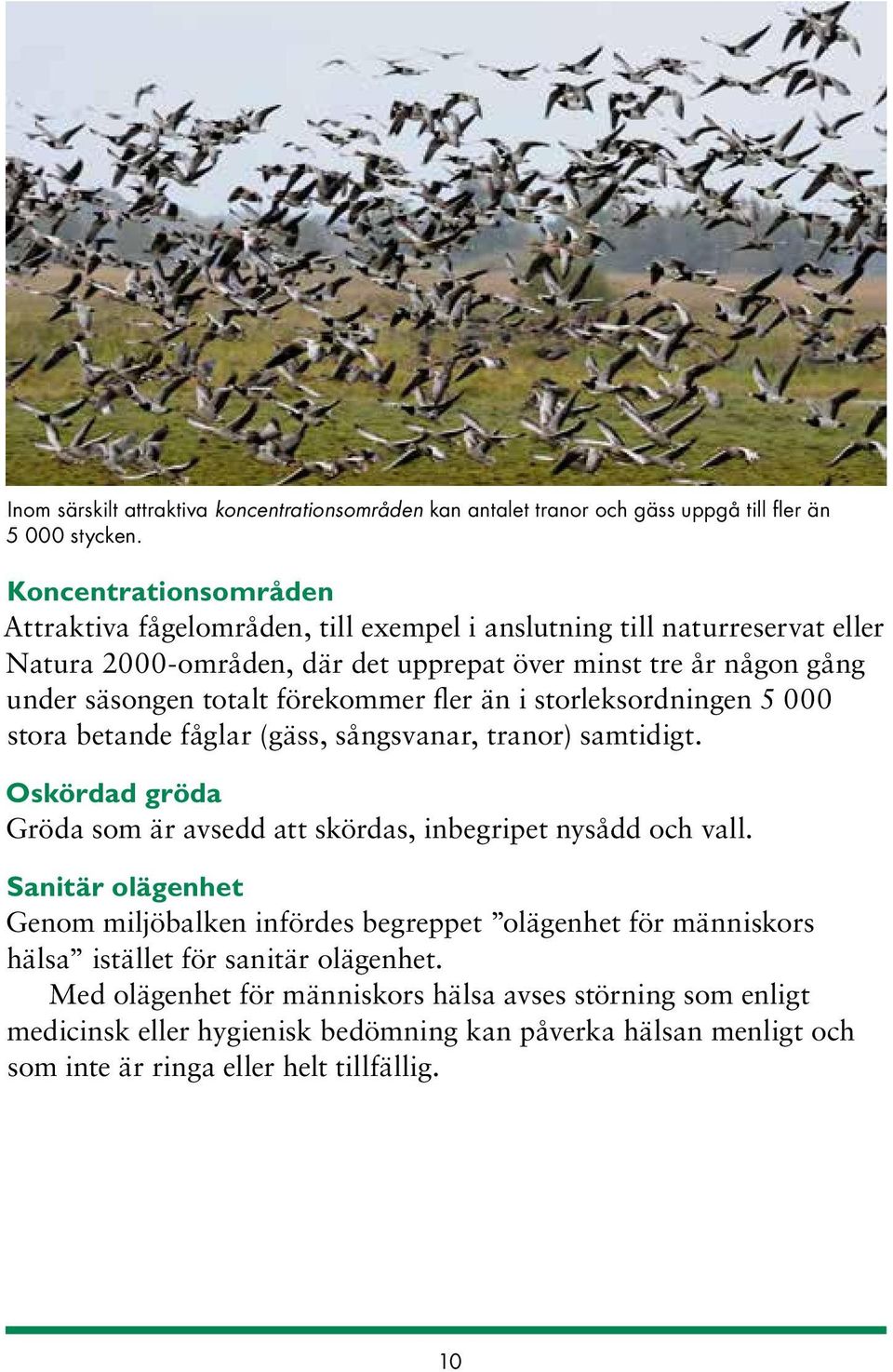 förekommer fler än i storleksordningen 5 000 stora betande fåglar (gäss, sångsvanar, tranor) samtidigt. Oskördad gröda Gröda som är avsedd att skördas, inbegripet nysådd och vall.