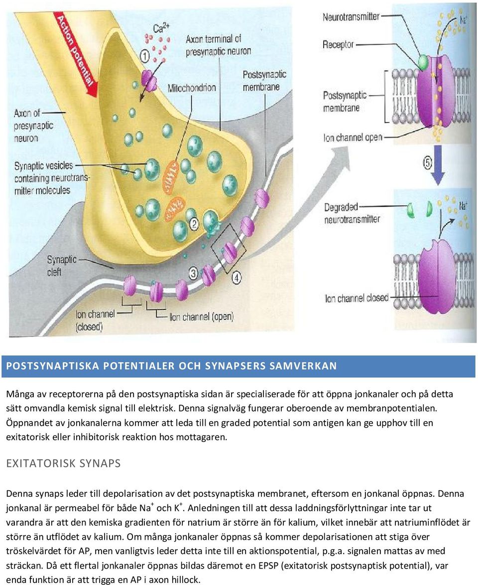 Öppnandet av jonkanalerna kommer att leda till en graded potential som antigen kan ge upphov till en exitatorisk eller inhibitorisk reaktion hos mottagaren.