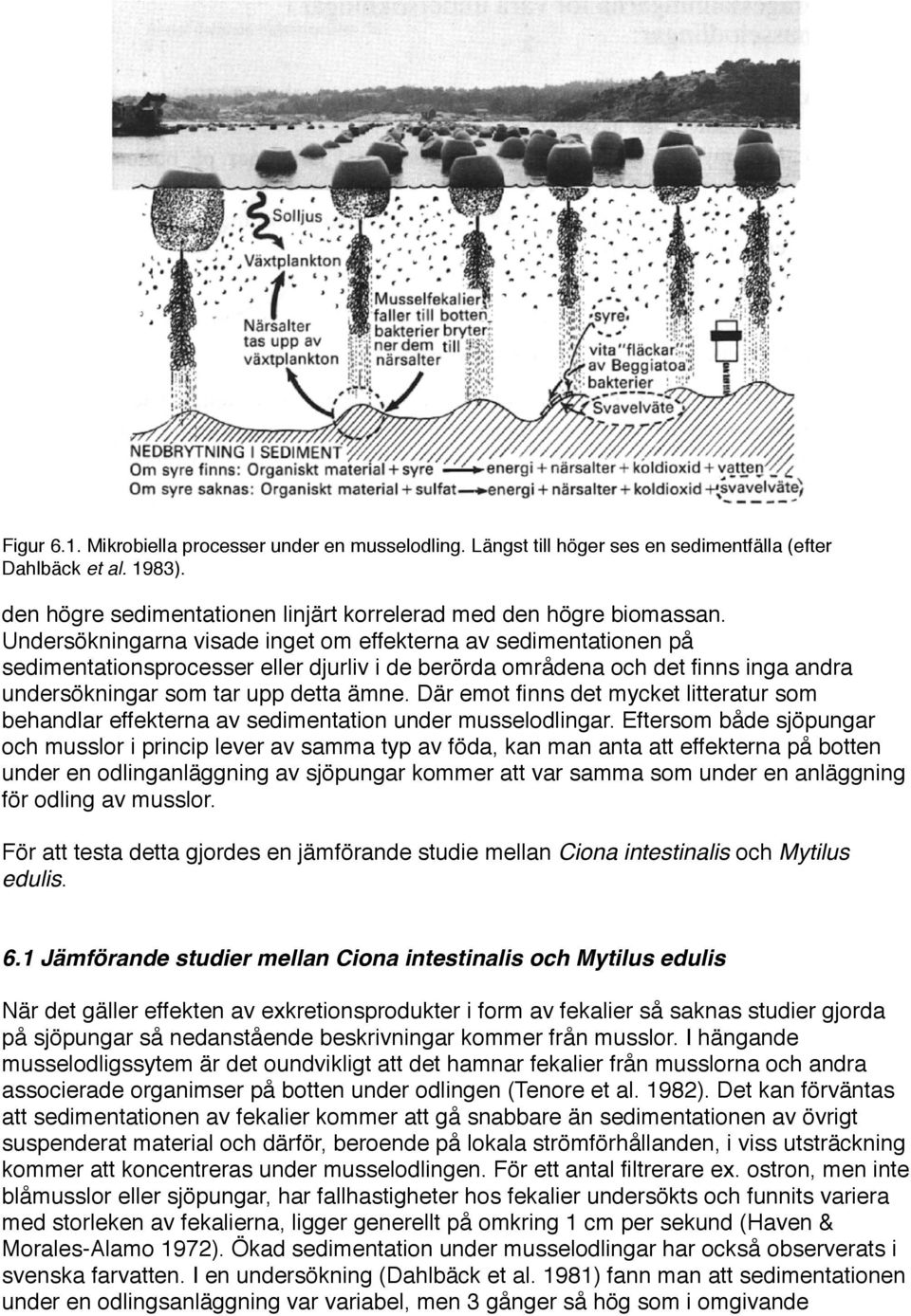 Där emot finns det mycket litteratur som behandlar effekterna av sedimentation under musselodlingar.