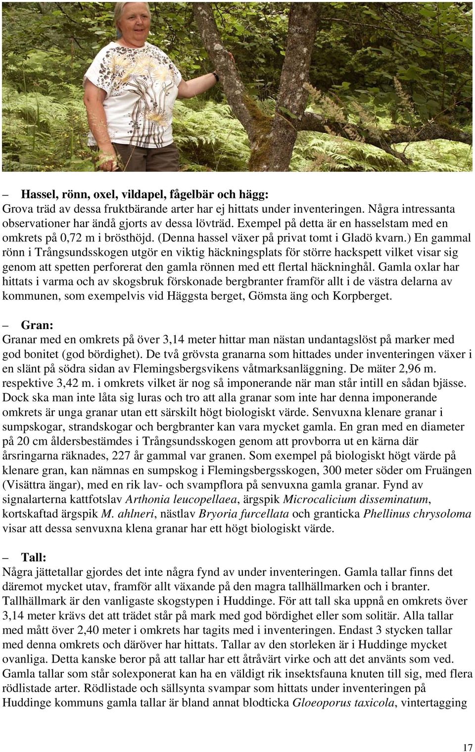 ) En gammal rönn i Trångsundsskogen utgör en viktig häckningsplats för större hackspett vilket visar sig genom att spetten perforerat den gamla rönnen med ett flertal häckninghål.