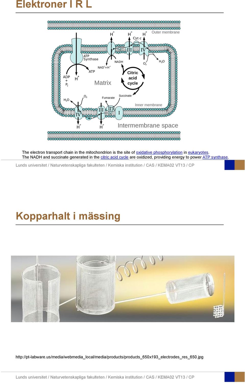 The NADH and succinate generated in the citric acid cycle are xidized, prviding