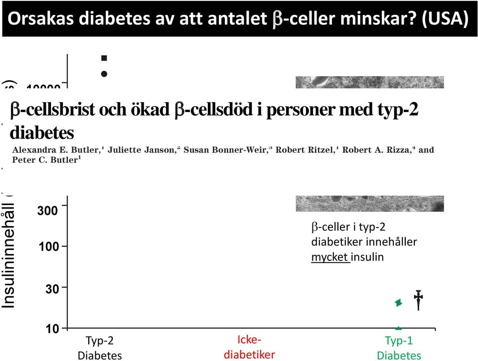 (USA) 10000 b-cellsbrist och ökad b-cellsdöd i personer med typ-2 diabetes