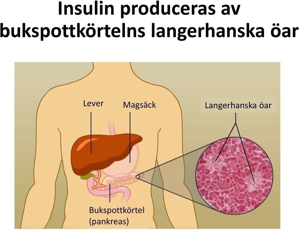 langerhanska öar Lever