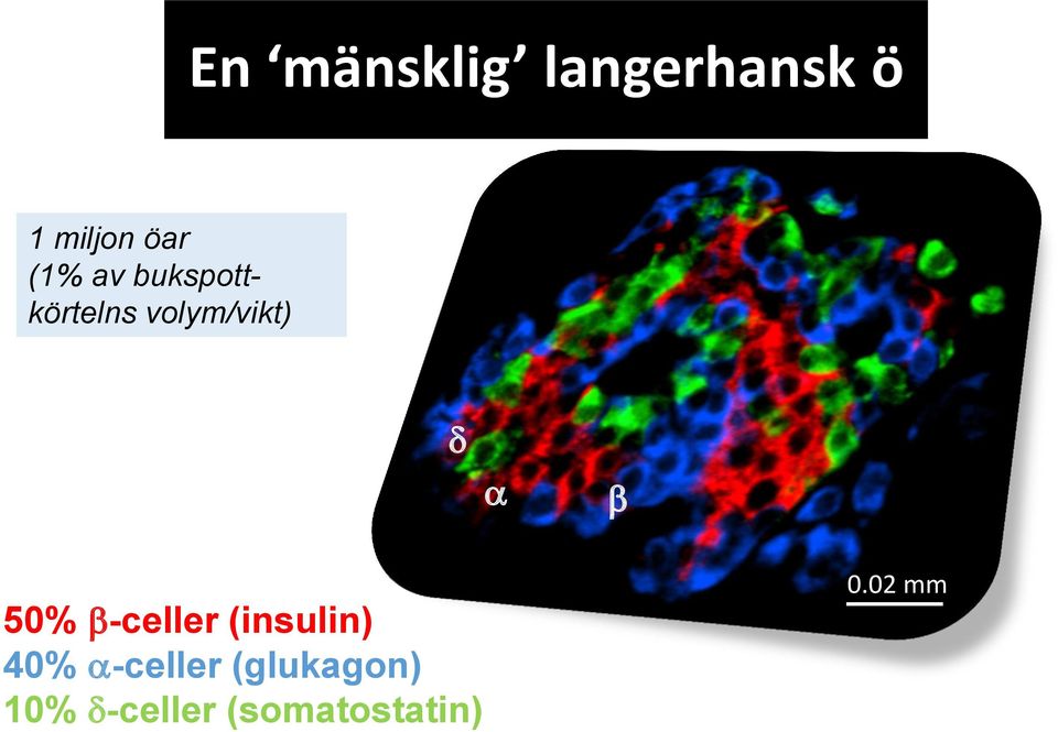 b 50% b-celler (insulin) 40% a-celler