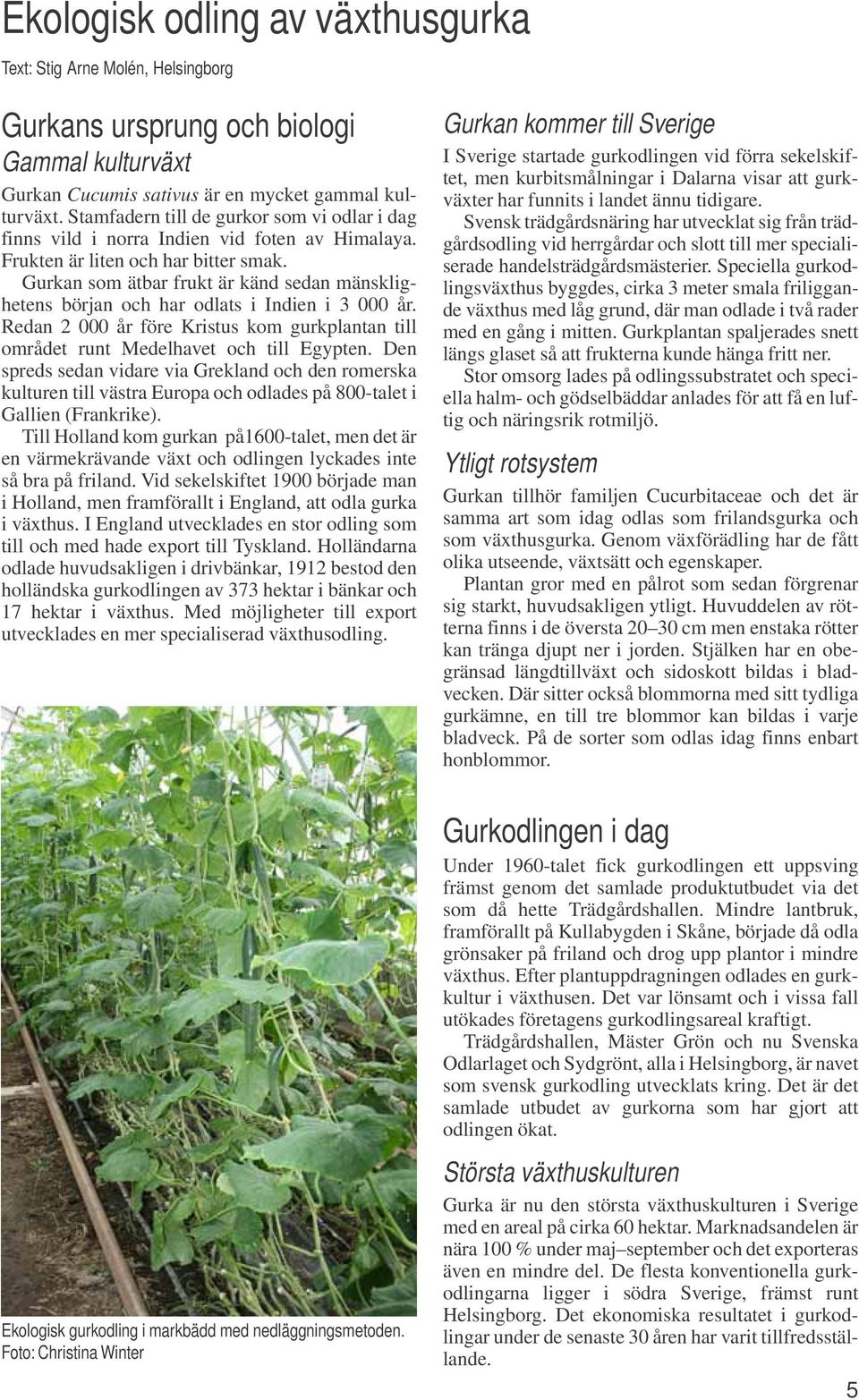 Gurkan som ätbar frukt är känd sedan mänsklighetens början och har odlats i Indien i 3 000 år. Redan 2 000 år före Kristus kom gurkplantan till området runt Medelhavet och till Egypten.