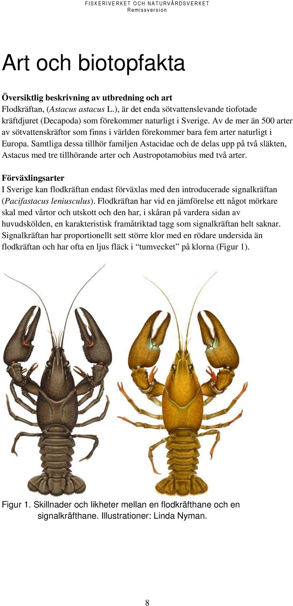 Samtliga dessa tillhör familjen Astacidae och de delas upp på två släkten, Astacus med tre tillhörande arter och Austropotamobius med två arter.