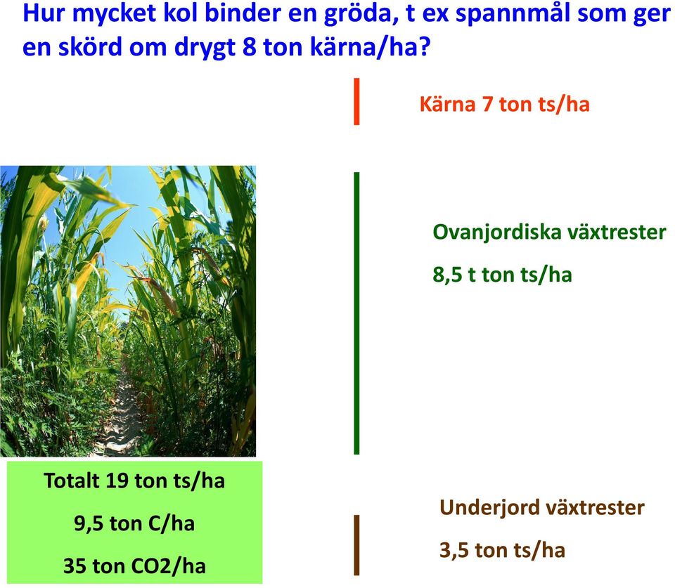 Kärna 7 ton ts/ha Ovanjordiska växtrester 8,5 t ton