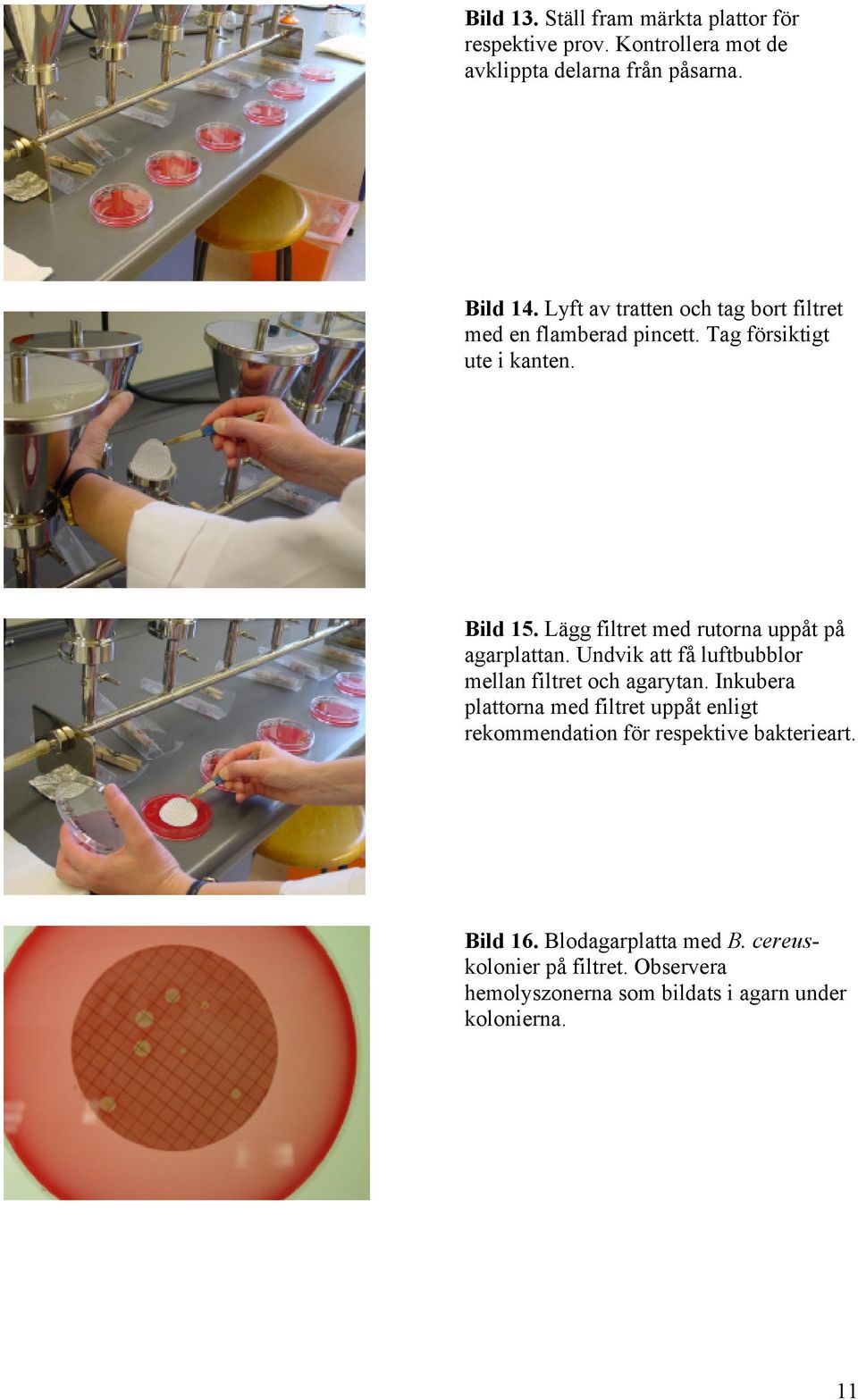 Lägg filtret med rutorna uppåt på agarplattan. Undvik att få luftbubblor mellan filtret och agarytan.