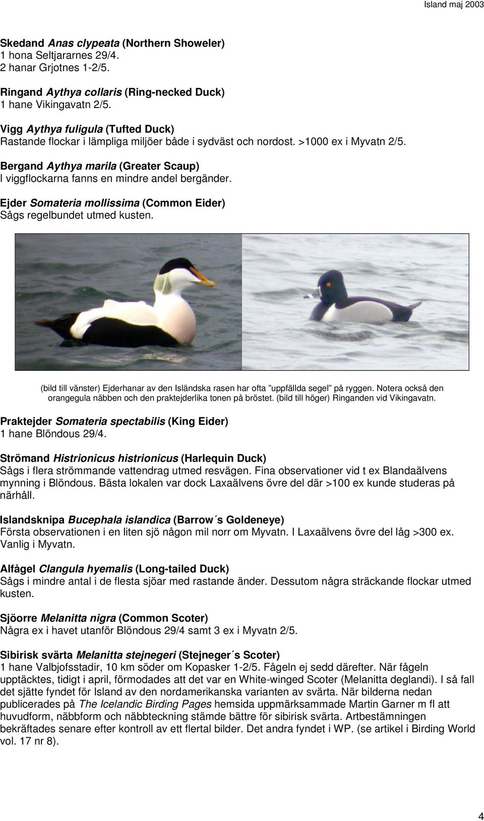 Bergand Aythya marila (Greater Scaup) I viggflockarna fanns en mindre andel bergänder. Ejder Somateria mollissima (Common Eider) Sågs regelbundet utmed kusten.