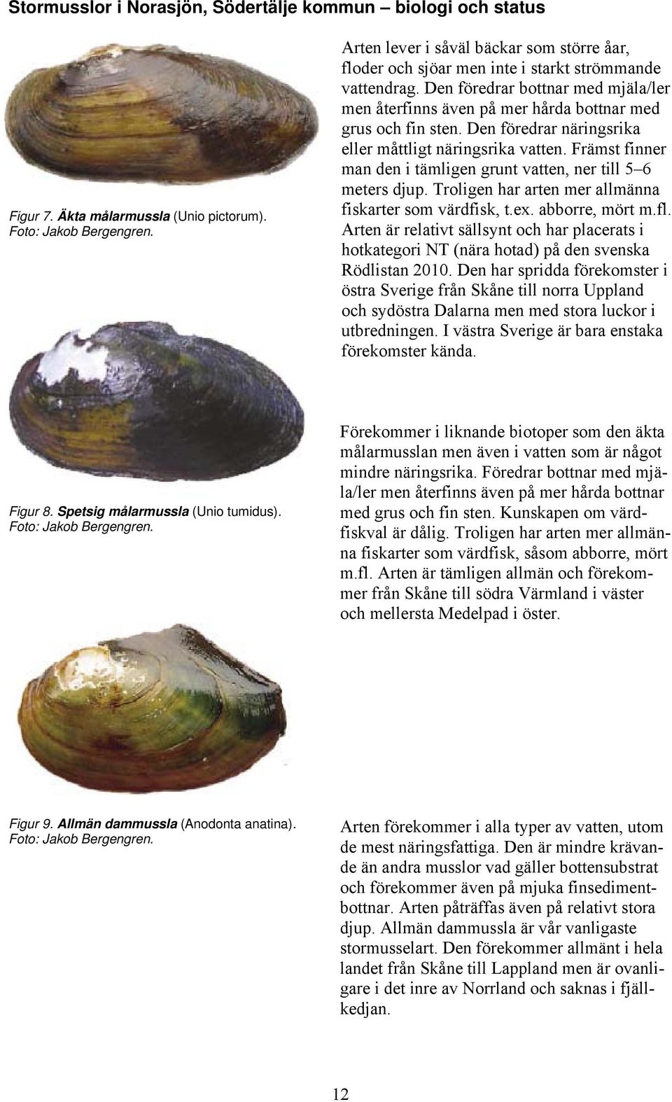 Den föredrar näringsrika eller måttligt näringsrika vatten. Främst finner man den i tämligen grunt vatten, ner till 5 6 meters djup. Troligen har arten mer allmänna fiskarter som värdfisk, t.ex.