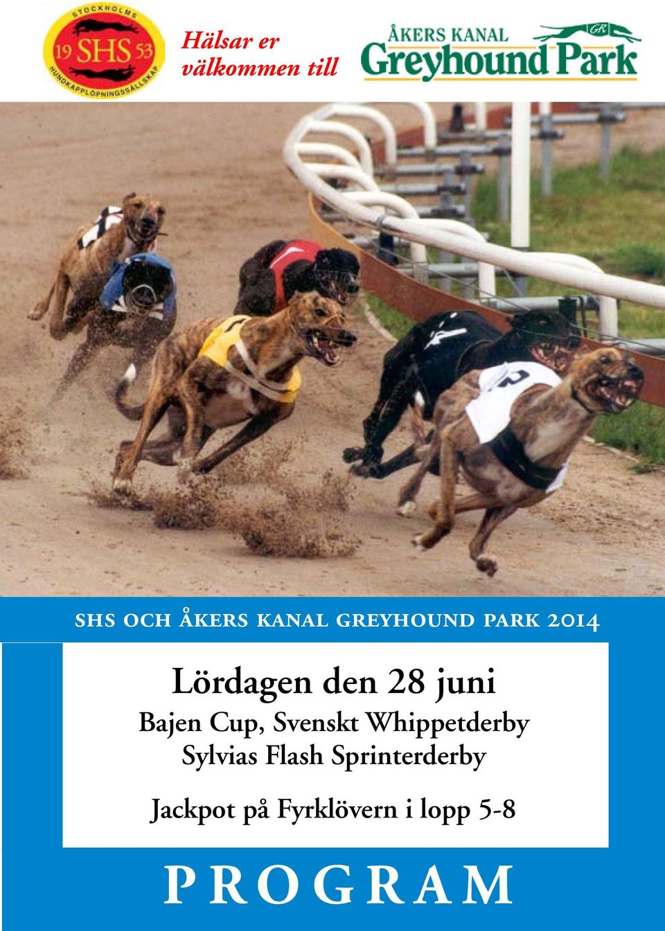 Cup, Svenskt Whippetderby Sylvias Flash