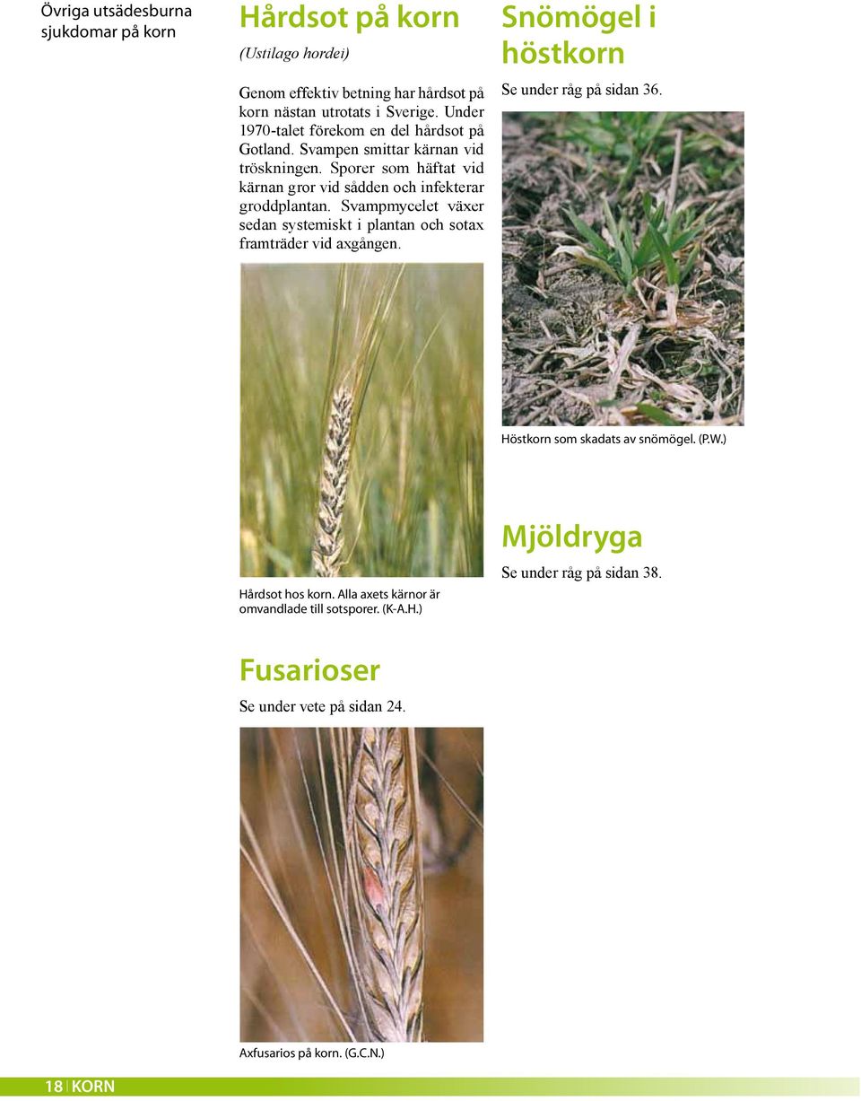 Svampmycelet växer sedan systemiskt i plantan och sotax framträder vid axgången. Snömögel i höstkorn Se under råg på sidan 36. Höstkorn som skadats av snömögel. (P.W.