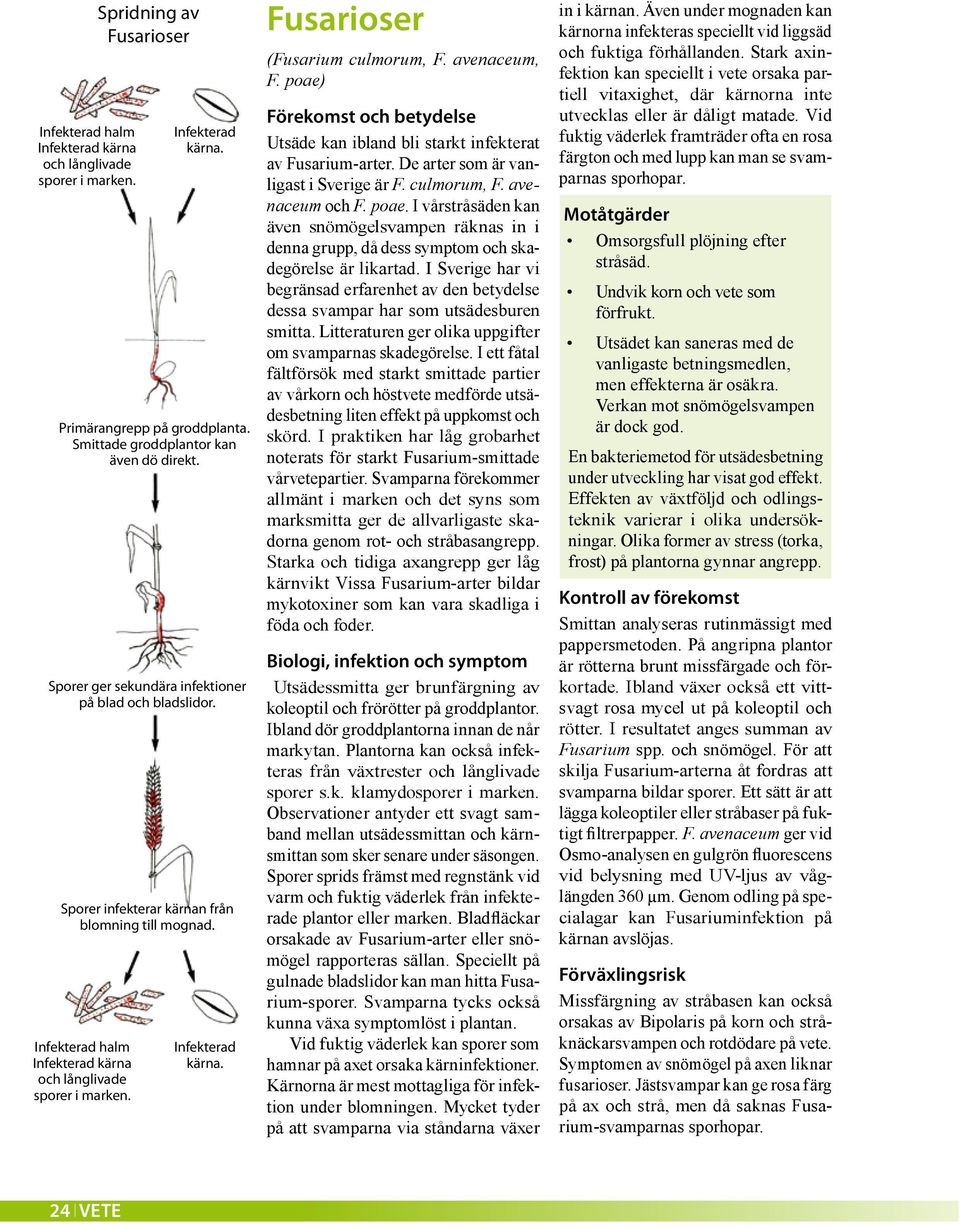 avenaceum, F. poae) Förekomst och betydelse Utsäde kan ibland bli starkt infekterat av Fusarium-arter. De arter som är vanligast i Sverige är F. culmorum, F. avenaceum och F. poae. I vårstråsäden kan även snömögelsvampen räknas in i denna grupp, då dess symptom och skadegörelse är likartad.