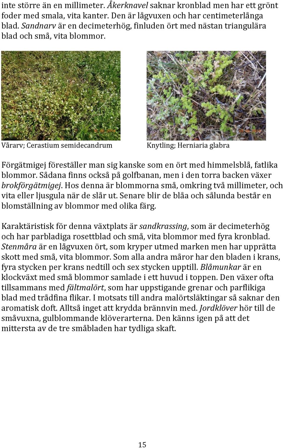 Vårarv; Cerastium semidecandrum Knytling; Herniaria glabra Förgätmigej föreställer man sig kanske som en ört med himmelsblå, fatlika blommor.