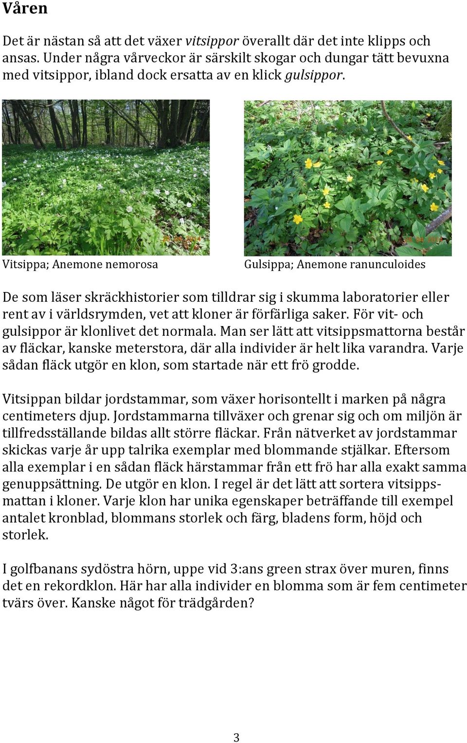 Vitsippa; Anemone nemorosa Gulsippa; Anemone ranunculoides De som läser skräckhistorier som tilldrar sig i skumma laboratorier eller rent av i världsrymden, vet att kloner är förfärliga saker.