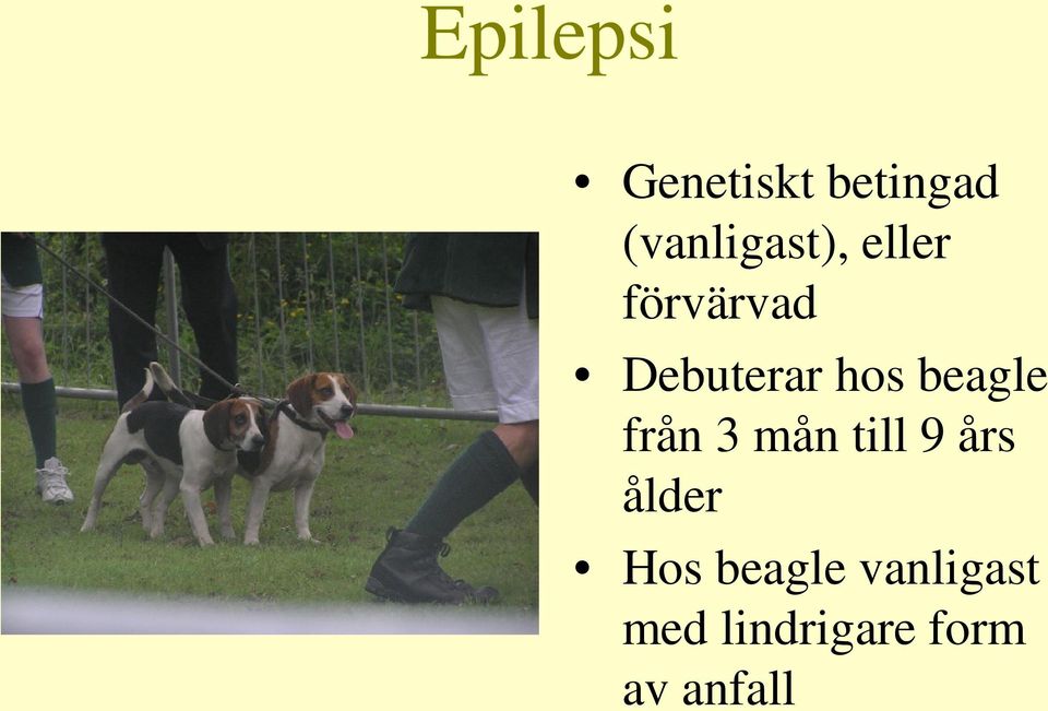 hos beagle från 3 mån till 9 års ålder