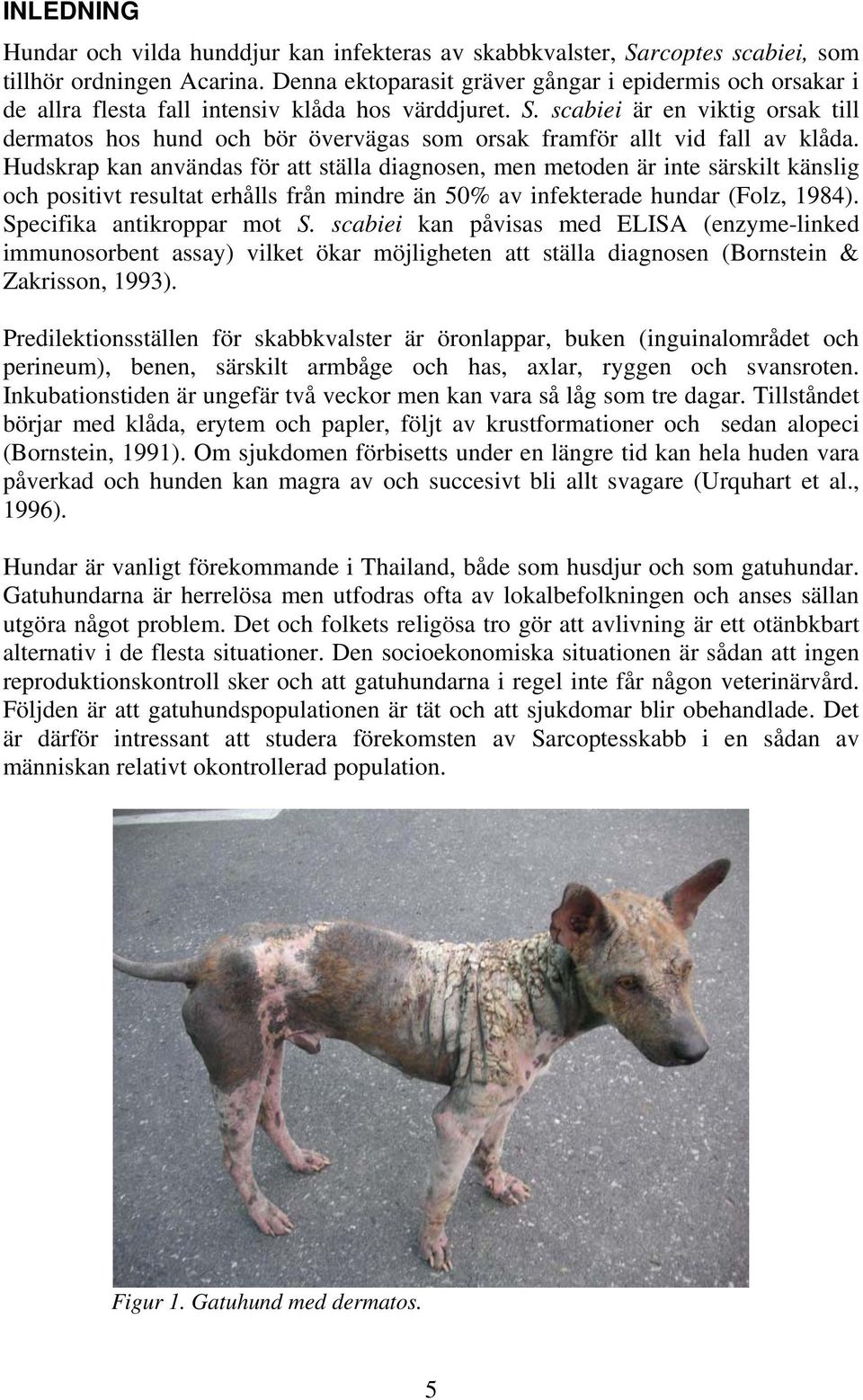 scabiei är en viktig orsak till dermatos hos hund och bör övervägas som orsak framför allt vid fall av klåda.